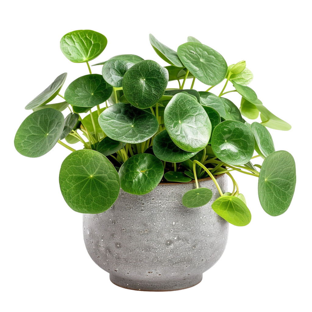 Pilea Peperomioides