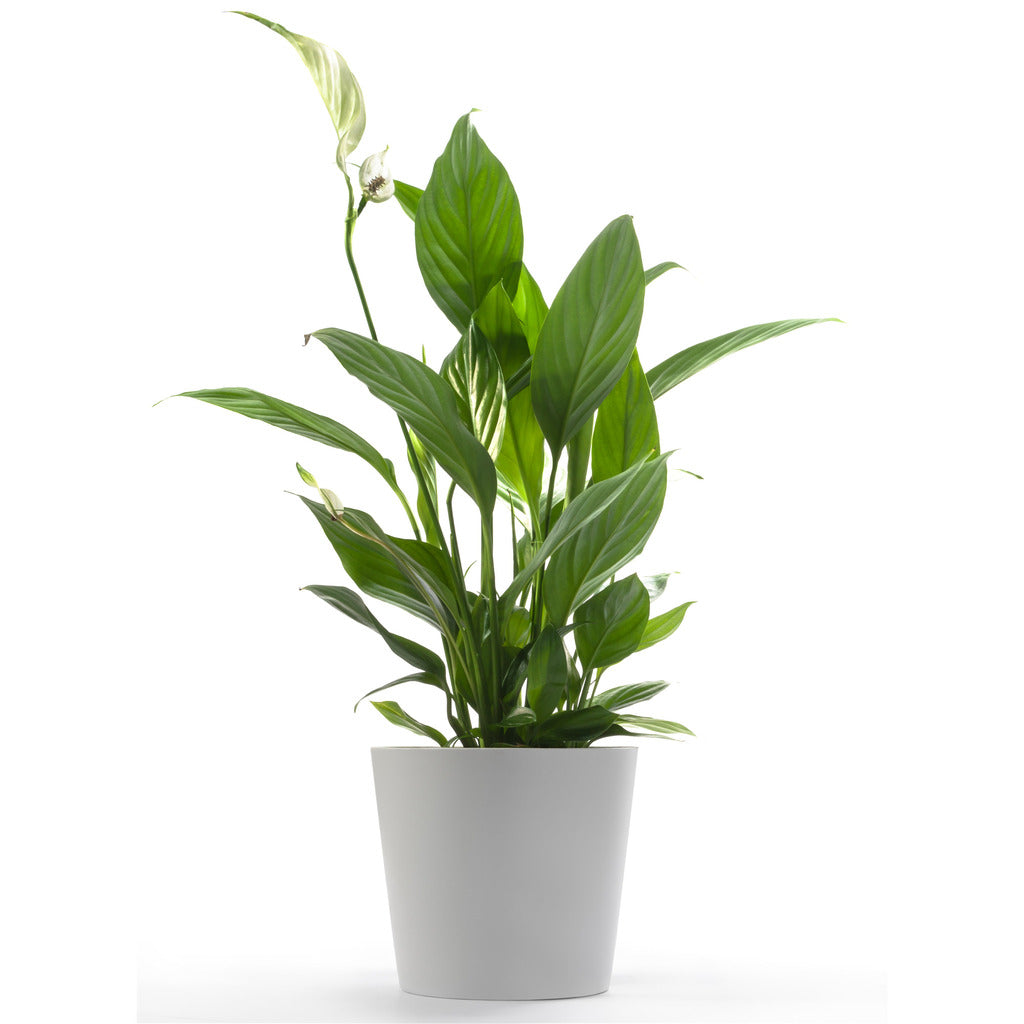 Plant Spathiphyllum